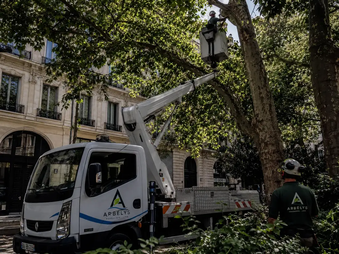 Nacelle Arbélys pour un élagage en grande hauteur dans une rue de Lyon